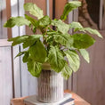 Load image into Gallery viewer, Wild Garden Greenery Bunch 22" Tall
